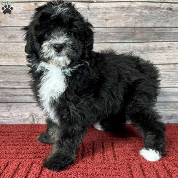 Bristol, Mini Bernedoodle Puppy